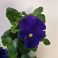 Blue violets