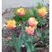 2025-05-23 Tulppaani 'Orange Passion'