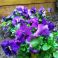 Blue violets