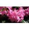 2016-06-02 Rhododendron