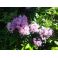 2015-07-02 Rhodorendron