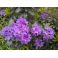 2015-06-24 Rhododendron