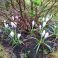 Crocus