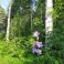 2021-09-09 Kurjenkello Campanula persicifolia