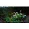 2015-08-31 Hydrangea