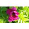 2016-06-17 Rose