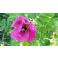 2016-06-17 Rose