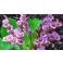 2016-06-06 Herttavuorenkilpi Bergenia cordifolia