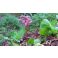 2016-06-06 Herttavuorenkilpi Bergenia cordifolia