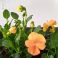 2020-05 Orange violer