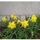 2025-04-29 Narsissi - Narcissus 'Gold Touch'