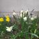 2025-05-17 Narcissus 'White Lion'