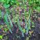 2025-05-22 Jalokuunlilja Hosta 'Krossa Regal'