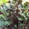 2025-06-01 Kallionauhus Ligularia 'Britt Marie Crawford'
