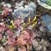 2024-04-25 Crocus