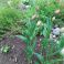 2025-05-17 Tulppaani