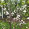 2025-05-21 Suklaakirsikka Prunus cerasus 'Chokoladnaja'