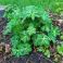 2025-05-22 Idänkurjenpolvi Geranium himalayense