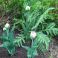 2025-05-17 Tulppaani 'Lady Rozetta'