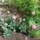 2025-05-19 Tulppaani 'Lady Rozetta'