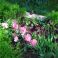 2025-06-02 Tulppaani 'Lady Rozetta'