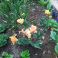 2025-06-02 Tulppaani 'Orange Passion'