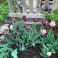 2025-05-29 Tulppaani 'Palmyra'