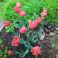 2025-05-29 Tulppaani