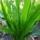 2025-06-01 Punatähkä Liatris spicata