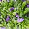 2025-05-10 Blue violets