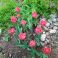 2025-05-22 Tulppaani