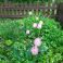 2025-06-02 Tulppaani