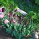 2025-06-02 Tulppaani 'Palmyra'