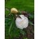 2020- 07-13 Paeonia lactiflora 'Duchesse de Nemours'
