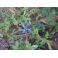 2011-06-10 Rönsyakankaali Ajuga reptans ’Atropurpurea’