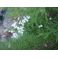 2011-06-10 Sammalleimu valkoinen Phlox subulata 'Maischnee'