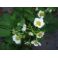 2012-06-29 Strawberry