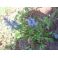 2011-06-10 Rönsyakankaali Ajuga reptans ’Atropurpurea’