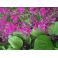 2011-06-10 Herttavuorenkilpi Bergenia cordifolia