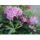 2011-06-10 Rhododendron