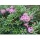 2011-06-10 Rhododendron
