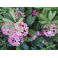 2011-06-10 Rhododendron