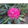 2011-06-10 Rhododendron
