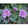 2011-06-10 Rhododendron