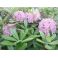 2011-06-10 Rhododendron