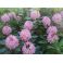 2012-06-16 Rhododendron
