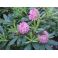 2009-06-12 Rhododendron