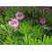 2009-06-15 Rhododendron