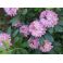2012-06-16 Rhododendron