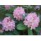 2012-06-16 Rhododendron